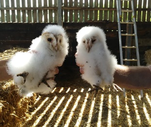 Barn owl chicks July 2020