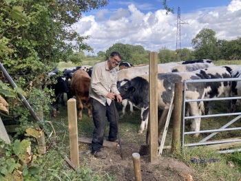 Roger and cows in Timperley Sept 20