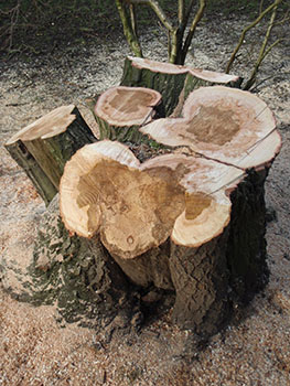 Stump of felled willow tree showing extent of decay