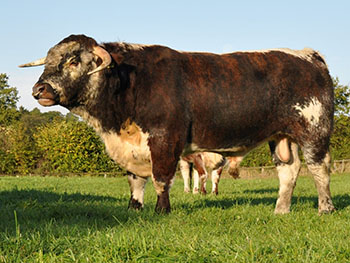 Bollin Bull