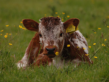 Cute Calf