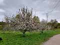 May front orchard