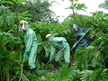 Friends of Bowdon/Bollin tackling Giant Hogweed