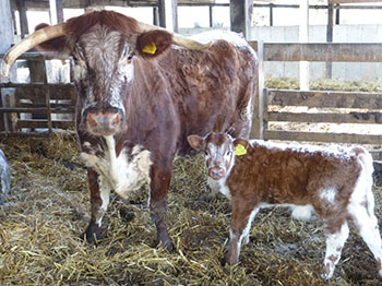 Cow Bollin Jenna with new calf Bollin Pascal