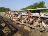 Heifers brought in for the winter