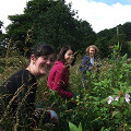 Volunteers pullin up Himalayan Balsam