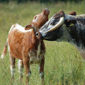 Longhorn cow with her calf