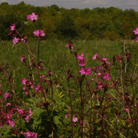 Wildflowers at Newgate nature reserve