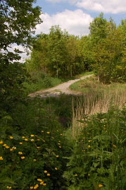 Newgate Nature Reserve pathway.