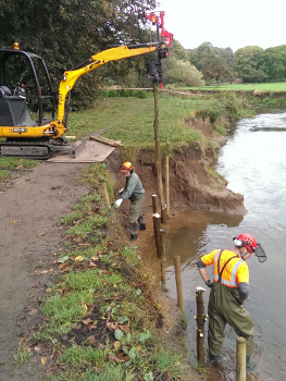 Erosion control with willow spiling on the River Bollin
