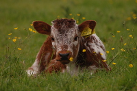 Calf in meadow