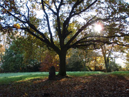 Back lit oak tree at Rossmill