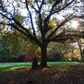 Rossmill Woodland