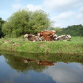 Cows at Wilmslow park