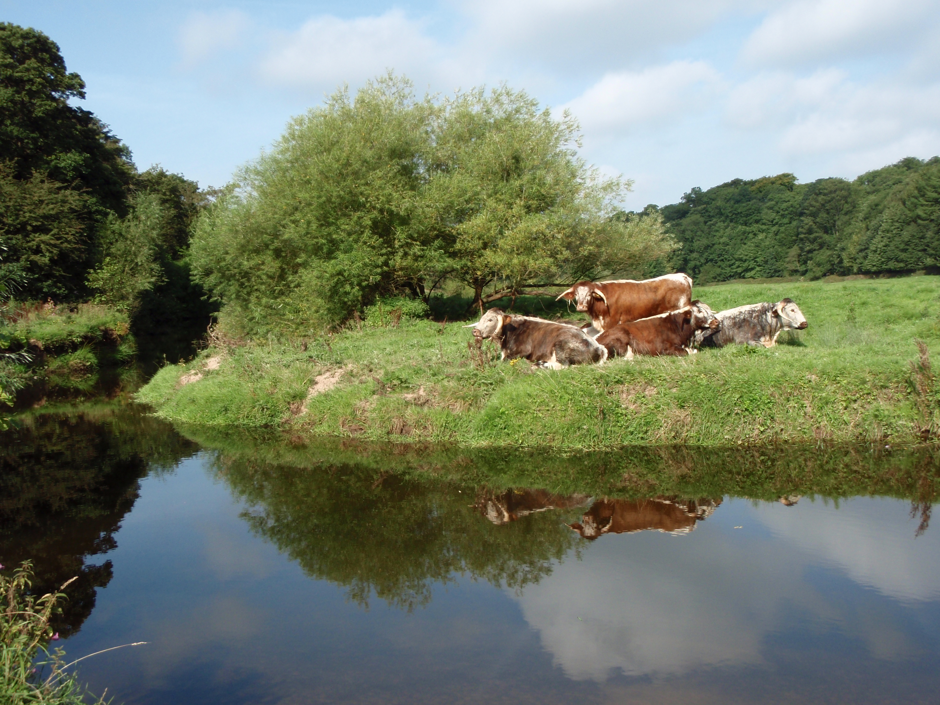 Cattle at Wilmslow Park