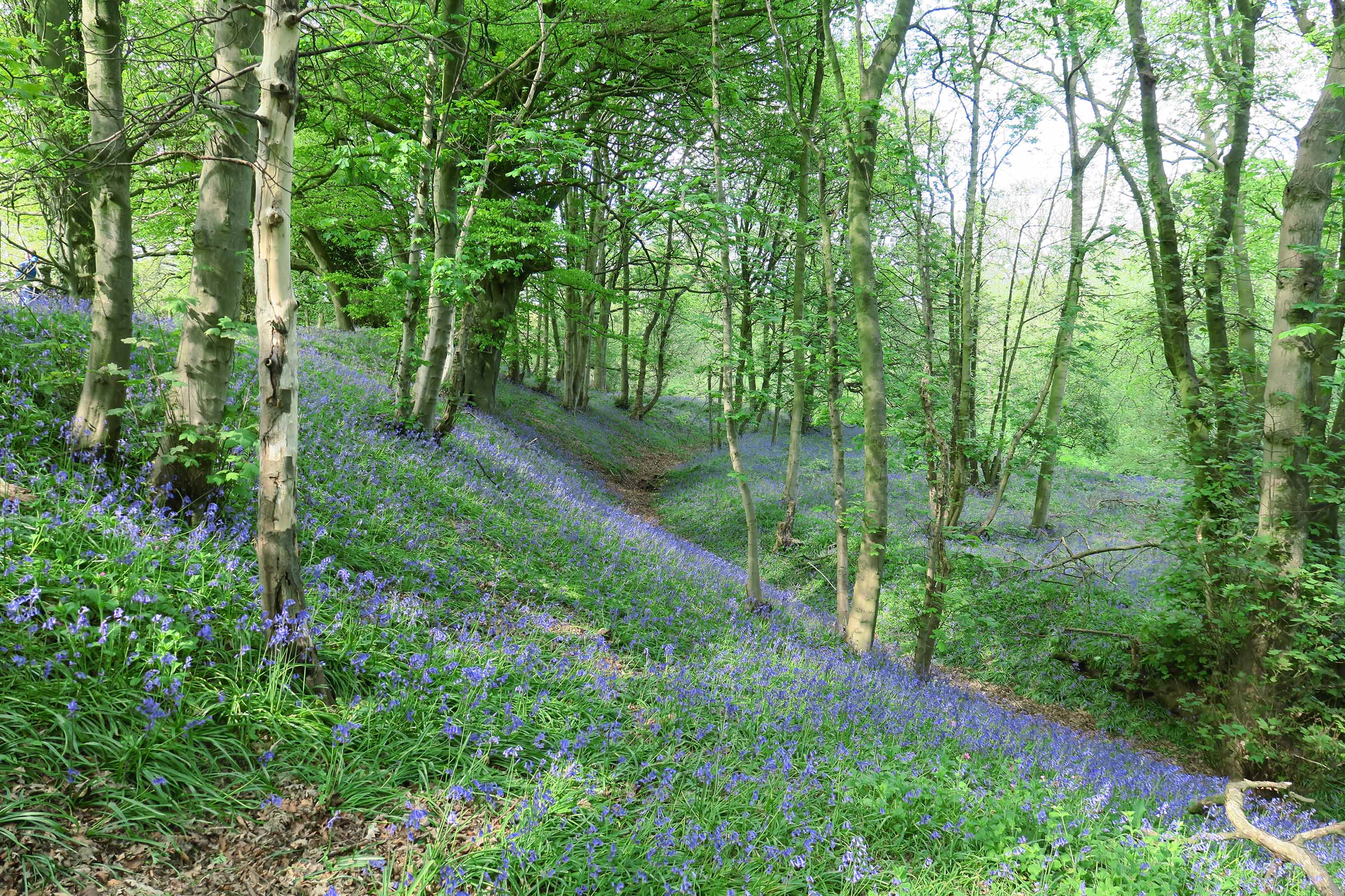 bluebells in Mottram woods